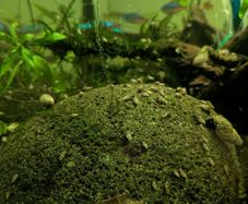 Malaysian trumpet snails