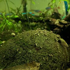 Malaysian trumpet snails