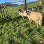 Swaledale Rams Image 4