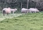 Ewes and lambs