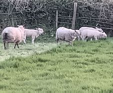 Ewes and lambs