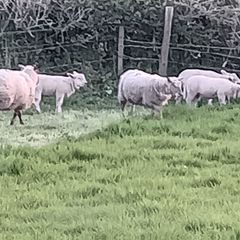 Ewes and lambs