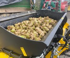 Fresh fodder beet and maize