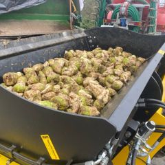 Fresh fodder beet and maize