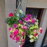 Hanging basket Image 5