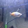 fish tank Image 3