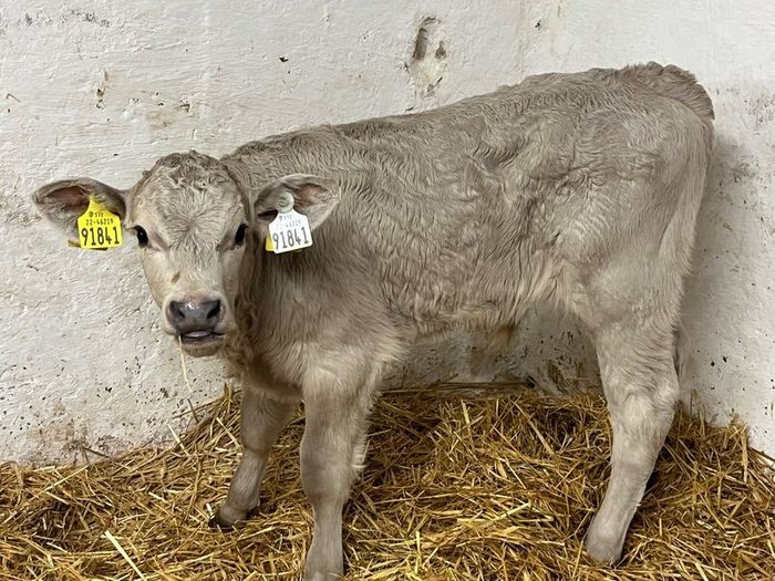 Super Belgian Blue & Charolais Bull Calves