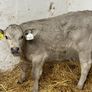 Super Belgian Blue & Charolais Bull Calves Image 6