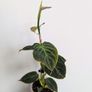 Philodendron Melano Plant Image 2