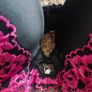Brand New Push Up 36C Bra Image 2