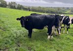 Spring Calving Heifers