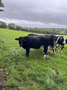 Spring Calving Heifers