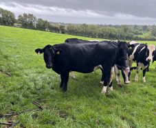 Spring Calving Heifers