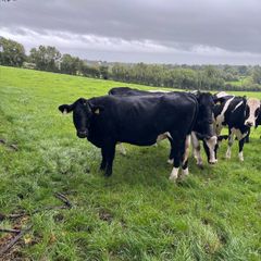 Spring Calving Heifers