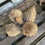 Very large Pine Cones Image 3