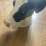 Ceramic cow vase Image 2