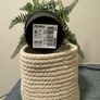 Artificial potted plant + Basket Image 3