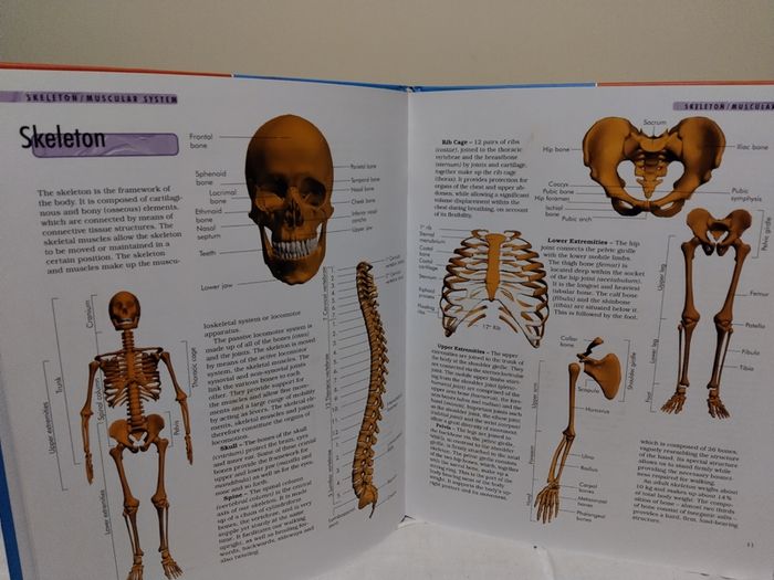 The Body Compact Knowledge Hardback Books