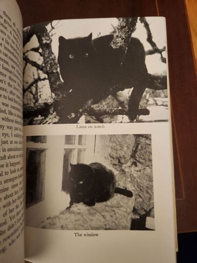 Lama  Derek Taynge. 1966 First Edition Hardback With Dustjacket 37.