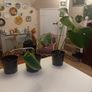 selection of monstera plants Image 2