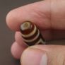 Antique 6 Eyes Himalayan Tibetan Agate Dzi Bead Amulet Pendant Image 7