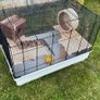 small pet Image 2