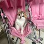 kitten Image 2