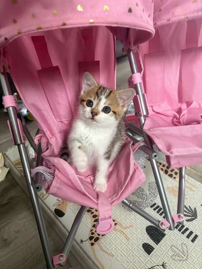 kitten