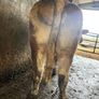 First calving springers with limousin calves Image 2
