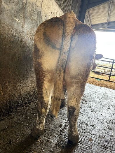 First calving springers with limousin calves