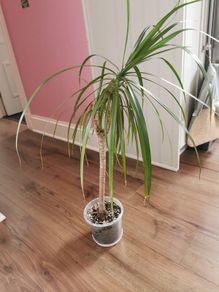 indoor plant
