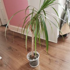 indoor plant