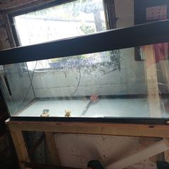 Fish Tank