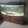 Fish tank Image 8