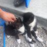 kittens Image 5