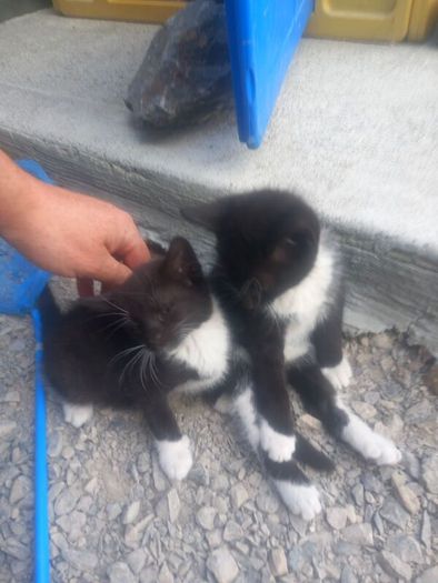 kittens