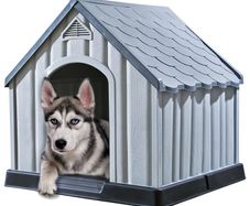 Dog House