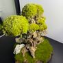 Bonsai Tree with natural moss 30x25cm Image 4