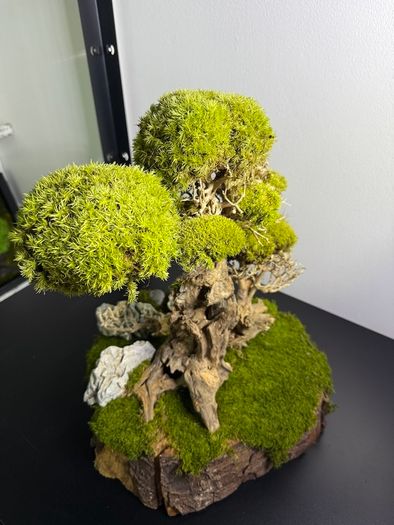 Bonsai Tree with natural moss 30x25cm