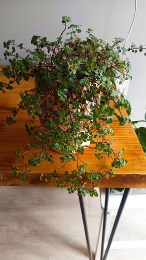 plant