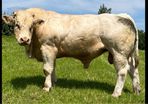 Pedigree Charolais Bulls