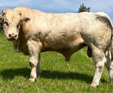 Pedigree Charolais Bulls