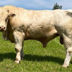 Pedigree Charolais Bulls