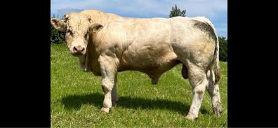 Pedigree Charolais Bulls