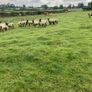 Ewe Hoggets Image 5