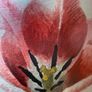 Original Elizabeth A. McEwen RUA - Tulips - Botanical Watercolour Image 6