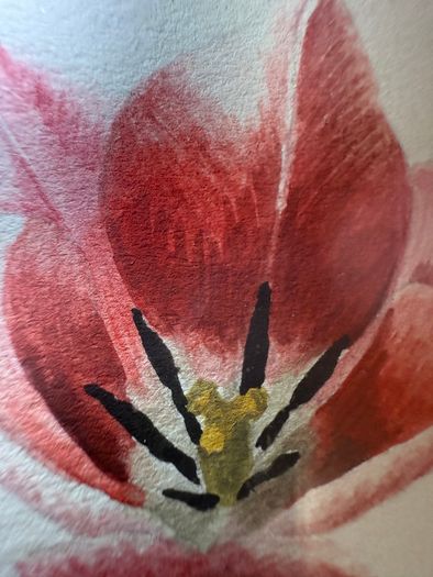 Original Elizabeth A. McEwen RUA - Tulips - Botanical Watercolour