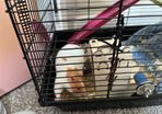 syrian hamster