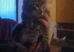 kitten for adoption
