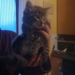 kitten for adoption